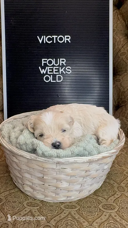 Victor , a female Maltipoo for sale in Wesley Chapel, FL – Photo 1 of 2