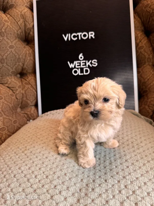 Victor  – Maltipoo puppy for sale in Wesley Chapel, FL