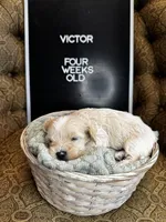 Victor , a female Maltipoo for sale in Wesley Chapel, FL – Photo 2 of 2