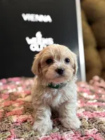 Vienna , a female Maltipoo for sale in Wesley Chapel, FL – Photo 1 of 7