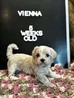 Vienna , a female Maltipoo for sale in Wesley Chapel, FL – Photo 4 of 7