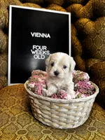 Vienna , a female Maltipoo for sale in Wesley Chapel, FL – Photo 7 of 7