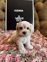 Vienna , a female Maltipoo for sale in Wesley Chapel, FL – Photo 3 of 7
