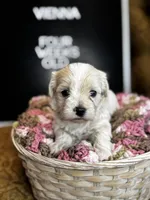 Vienna , a female Maltipoo for sale in Wesley Chapel, FL – Photo 5 of 7