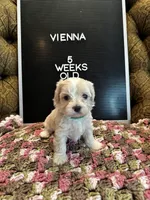 Vienna , a female Maltipoo for sale in Wesley Chapel, FL – Photo 6 of 7