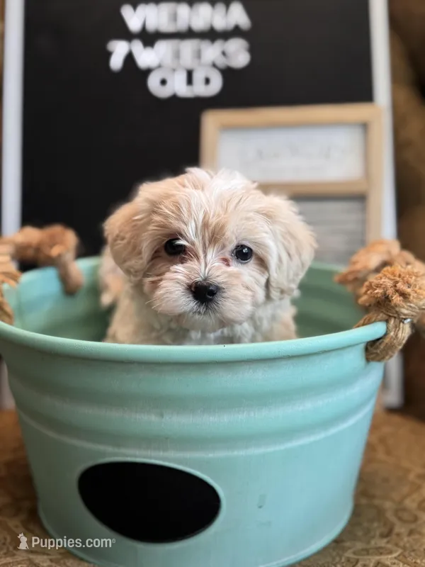 Vienna  – Maltipoo puppy for sale in Wesley Chapel, FL