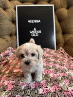 Vienna , a female Maltipoo for sale in Wesley Chapel, FL – Photo 2 of 7