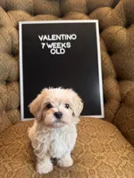 Valentino, a male Maltipoo for sale in Wesley Chapel, FL – Photo 6 of 10