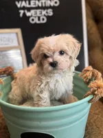 Valentino, a male Maltipoo for sale in Wesley Chapel, FL – Photo 7 of 10