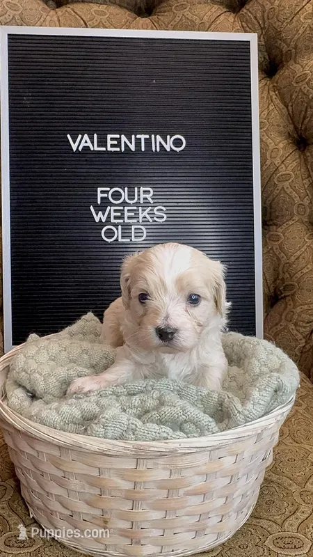 Valentino, a male Maltipoo for sale in Wesley Chapel, FL – Photo 1 of 4