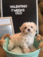 Valentino, a male Maltipoo for sale in Wesley Chapel, FL – Photo 5 of 10