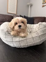 Valentino, a male Maltipoo for sale in Wesley Chapel, FL – Photo 2 of 10