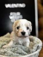 Valentino, a male Maltipoo for sale in Wesley Chapel, FL – Photo 2 of 4