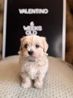 Valentino, a male Maltipoo for sale in Wesley Chapel, FL – Photo 9 of 10