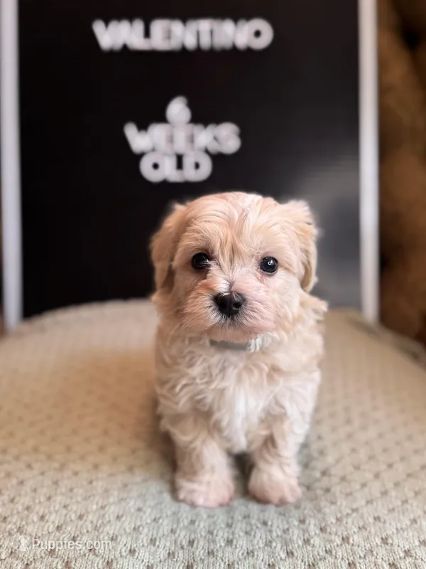 Valentino – Maltipoo puppy for sale in Wesley Chapel, FL