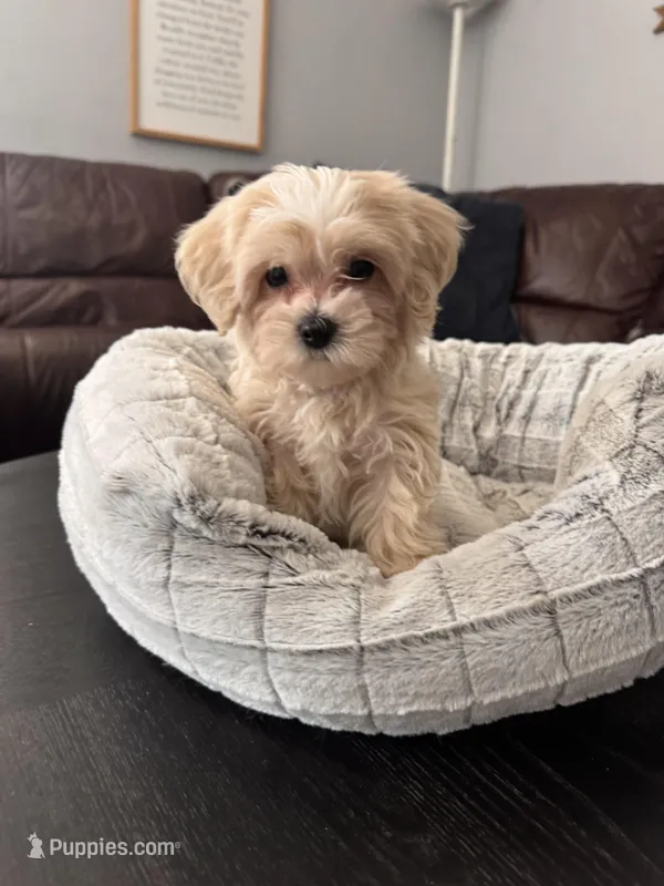 Valentino, a male Maltipoo for sale in Wesley Chapel, FL – Photo 1 of 10