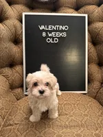 Valentino, a male Maltipoo for sale in Wesley Chapel, FL – Photo 4 of 10