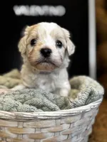 Valentino, a male Maltipoo for sale in Wesley Chapel, FL – Photo 3 of 4