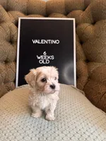 Valentino, a male Maltipoo for sale in Wesley Chapel, FL – Photo 8 of 10