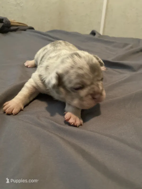 Exotic French bulldog – French Bulldog puppy for sale in Jacksonville, FL