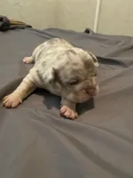 Exotic French bulldog, a female French Bulldog for sale in Jacksonville, FL – 1 of 2