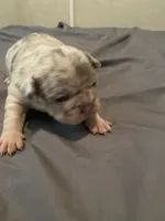 Exotic French bulldog, a female French Bulldog for sale in Jacksonville, FL – 2 of 2