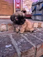 Crab, a male Shih Tzu for sale in New Orleans, LA – 2 of 6
