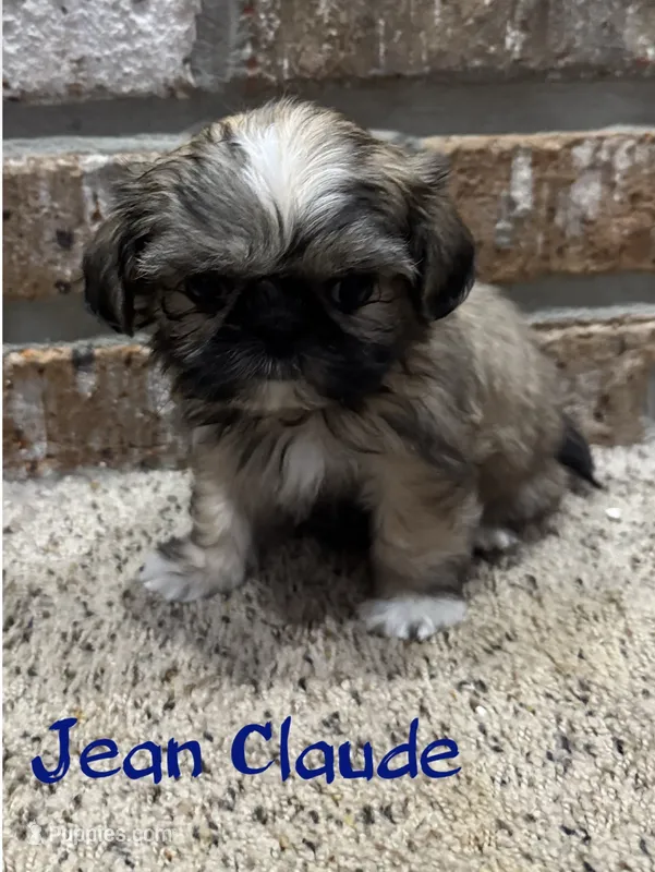 Jean Claude – Shih Tzu puppy for sale in New Orleans, LA