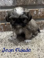 Jean Claude, a male Shih Tzu for sale in New Orleans, LA – 1 of 4