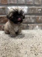 Crab, a male Shih Tzu for sale in New Orleans, LA – 4 of 6