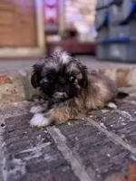 Jean Claude, a male Shih Tzu for sale in New Orleans, LA – 4 of 4