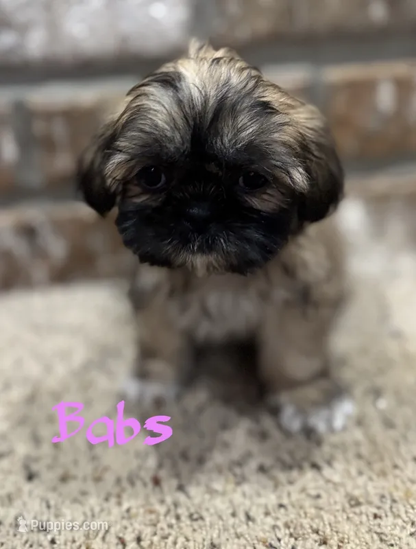 Babs – Shih Tzu puppy for sale in New Orleans, LA