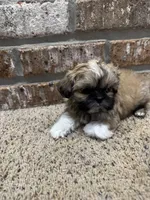Goyle, a male Shih Tzu for sale in New Orleans, LA – 5 of 5