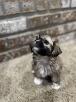 Maude, a female Shih Tzu for sale in New Orleans, LA – 2 of 4