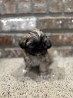 Babs, a female Shih Tzu for sale in New Orleans, LA – 4 of 4