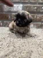 Crab, a male Shih Tzu for sale in New Orleans, LA – 5 of 6
