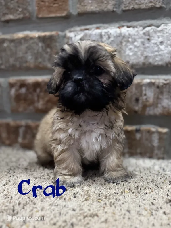 Crab – Shih Tzu puppy for sale in New Orleans, LA