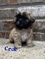 Crab, a male Shih Tzu for sale in New Orleans, LA – 1 of 6