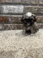 Jean Claude, a male Shih Tzu for sale in New Orleans, LA – 3 of 4