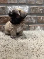 Crab, a male Shih Tzu for sale in New Orleans, LA – 6 of 6