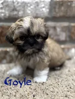 Goyle, a male Shih Tzu for sale in New Orleans, LA – 1 of 5