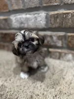 Maude, a female Shih Tzu for sale in New Orleans, LA – 4 of 4