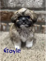 Goyle, a male Shih Tzu for sale in New Orleans, LA – 2 of 5