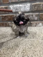 Babs, a female Shih Tzu for sale in New Orleans, LA – 2 of 4