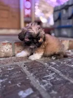 Goyle, a male Shih Tzu for sale in New Orleans, LA – 3 of 5