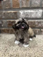 Maude, a female Shih Tzu for sale in New Orleans, LA – 3 of 4