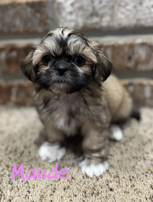 Maude – Shih Tzu puppy for sale in New Orleans, LA
