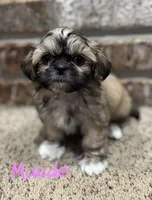 Maude, a female Shih Tzu for sale in New Orleans, LA – 1 of 4