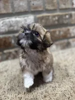 Goyle, a male Shih Tzu for sale in New Orleans, LA – 4 of 5