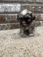 Jean Claude, a male Shih Tzu for sale in New Orleans, LA – 2 of 4
